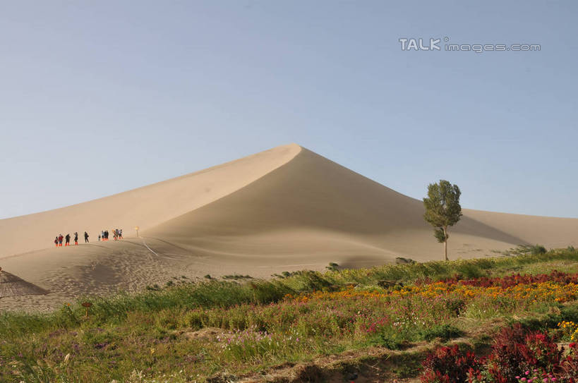 东方人,走,横图,室外,白天,正面,旅游,度假,草地,草坪,花海,花圃,美景,沙漠,植物,叶子,敦煌,中国,亚洲,一排,阴影,服装,整齐,盛开,光线,沙子,影子,景观,沙丘,许多人,花蕾,注视,休闲装,黄种人,娱乐,草,花,花瓣,花朵,花卉,鲜花,树,树木,排列,衣服,蓝色,绿色,蓝天,天空,阳光,自然,花丛,花束,花田,天,花苞,花蕊,观察,看,一群人,享受,休闲,休闲服,景色,放松,服饰,生长,晴朗,成长,观看,察看,队列,关注,自然风光,东亚,甘肃,甘肃省,万里无云,中华人民共和国,西北地区,甘,酒泉,酒泉市,敦煌鸣沙山,男人,男性,年轻男性,年轻女性,女人,女性,亚洲人,大漠,砂漠,晴空,晴空万里,步行,散步,走路,彩图,全身,shsgf1