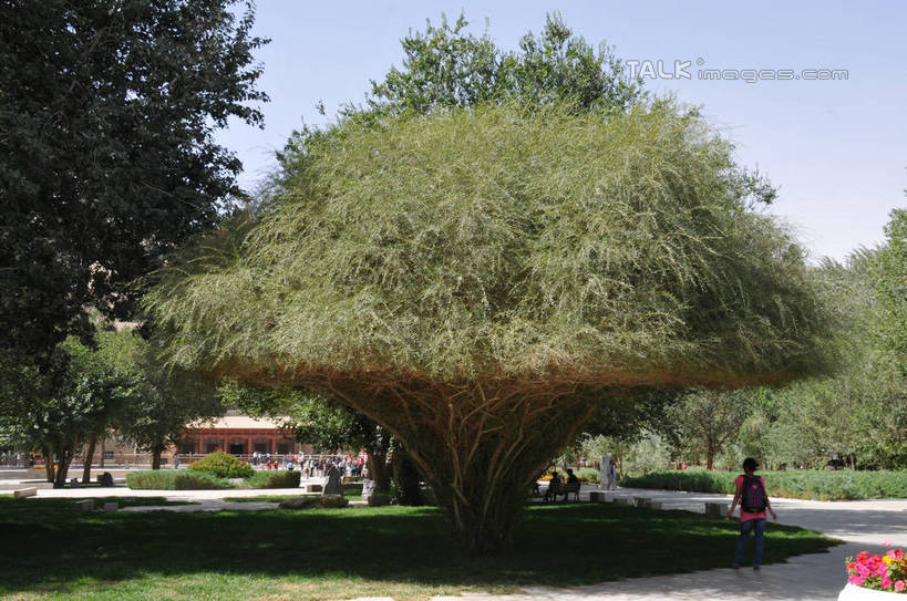 东方人,一个人,站,横图,室外,白天,正面,旅游,度假,草地,草坪,花海,花圃,美景,植物,道路,路,叶子,敦煌,中国,亚洲,仅一个年轻女性,仅一个女性,仅一个人,阴影,服装,盛开,光线,影子,景观,小路,交通,花蕾,注视,休闲装,黄种人,娱乐,草,花,花瓣,花朵,花卉,鲜花,树,树木,衣服,蓝色,绿色,蓝天,天空,阳光,自然,花丛,花束,花田,天,花苞,花蕊,观察,看,站着,享受,休闲,休闲服,景色,放松,服饰,生长,晴朗,成长,观看,察看,关注,自然风光,东亚,甘肃,甘肃省,莫高窟,万里无云,中华人民共和国,西北地区,甘,酒泉,酒泉市,千佛洞,年轻女性,女人,女性,亚洲人,晴空,晴空万里,站立,彩图,全身,shsgf1