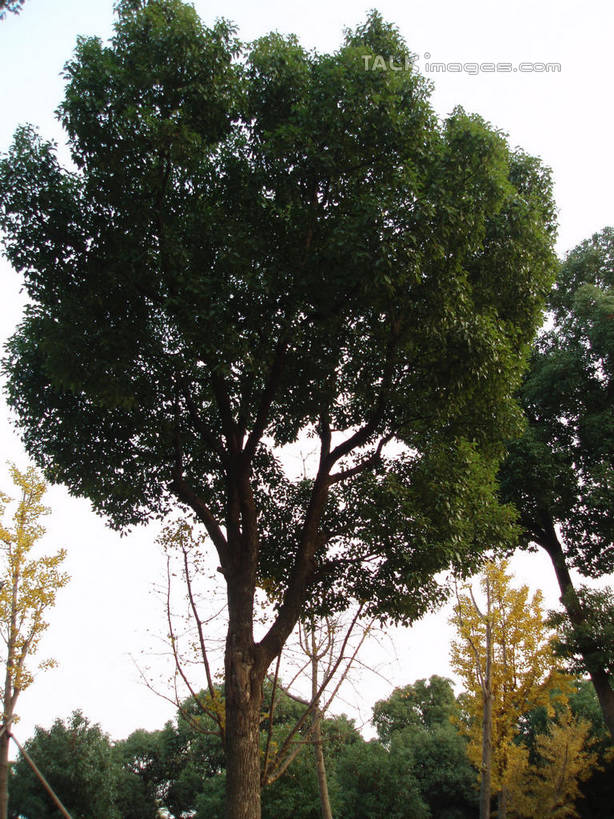 无人,竖图,室外,白天,仰视,度假,美景,树林,植物,城市风光,城市,上海,中国,亚洲,景观,娱乐,树,树木,绿色,天空,自然,天,享受,休闲,景色,放松,东方绿舟,生长,成长,申,青浦区,东亚,上海市,中华人民共和国,沪,华东地区,彩图,低角度拍摄,shslj1