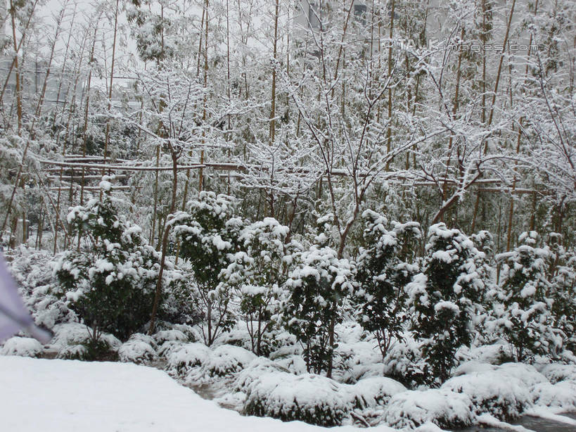 无人,横图,室外,白天,正面,旅游,度假,美景,树林,雪,植物,大雪,积雪,景观,雪景,冬季,冬天,娱乐,树,树木,绿色,自然,享受,休闲,景色,放松,寒冷,生长,成长,自然风光,严寒,彩图,shslj1