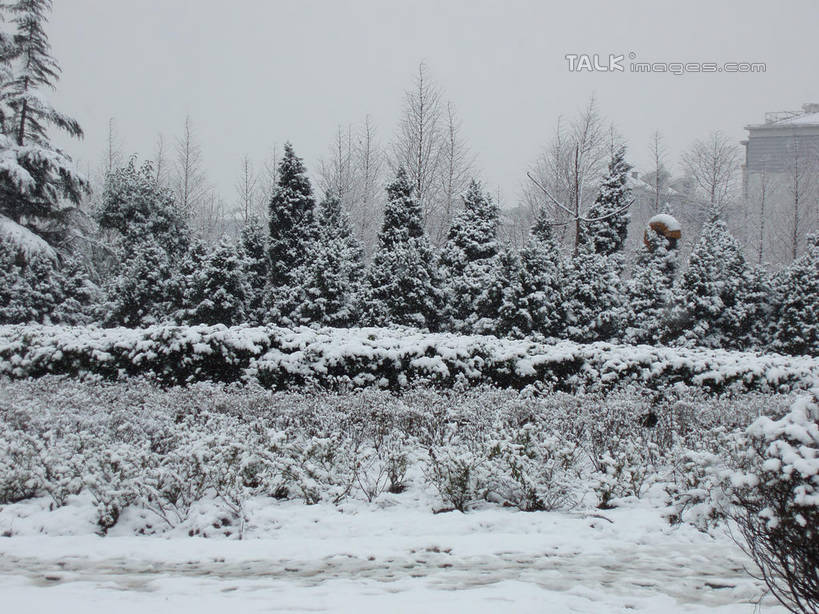 无人,家,横图,室外,白天,正面,旅游,度假,美景,雪,植物,大雪,松树,房屋,屋子,积雪,景观,雪景,冬季,冬天,娱乐,楼房,住宅,树,树木,绿色,天空,自然,天,享受,休闲,景色,放松,寒冷,生长,成长,自然风光,坚定,长寿,严寒,贞洁,彩图,房子,shslj1