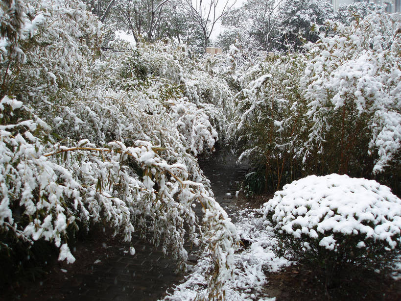 无人,横图,俯视,室外,白天,旅游,度假,美景,雪,植物,大雪,积雪,景观,雪景,冬季,冬天,娱乐,树,树木,绿色,自然,享受,休闲,景色,放松,寒冷,生长,成长,自然风光,严寒,彩图,高角度拍摄,shslj1