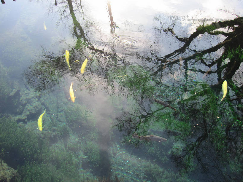 游泳,无人,横图,俯视,室外,白天,美景,植物,雾,日本,亚洲,许多,阴影,朦胧,模糊,光线,金鱼,鱼,影子,池塘,景观,水池,青苔,苔藓,很多,注视,鱼类,树,树木,绿色,阳光,自然,观察,看,景色,泉水,忍野八海,生长,成长,观看,迷雾,察看,关注,自然风光,水生动物,水生物,东亚,本州,本州岛,日本国,中部地方,山梨,山梨县,观赏鱼,金鲫鱼,泅水,拍浮,大雾,彩图,高角度拍摄,全身,涌泉群,淡水生物,shslj1