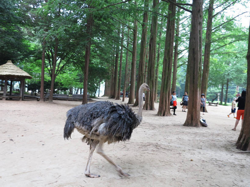 东方人,站,走,横图,室外,白天,旅游,度假,美景,森林,树林,植物,道路,路,松树,鸟,鸵鸟,春川,南怡岛,韩国,亚洲,行人,游客,游人,服装,鸟类,亭子,景观,小路,交通,许多人,注视,休闲装,黄种人,娱乐,路人,旅客,树,树木,一只,背面,衣服,绿色,自然,凉亭,观察,看,站着,一群人,享受,休闲,休闲服,景色,放松,服饰,生长,成长,观看,察看,关注,自然风光,杉树,坚定,东亚,长寿,贞洁,大韩民国,江原道,春川市,水杉,过客,男人,男性,年轻男性,年轻女性,女人,女性,亚洲人,步行,散步,站立,走路,彩图,全身,道,shslj1