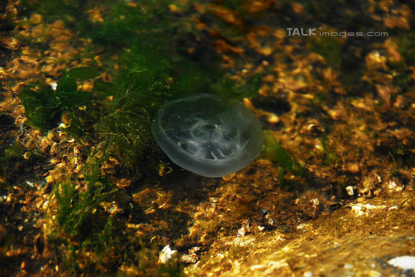 游泳,无人,横图,俯视,室外,特写,白天,旅游,度假,海浪,海洋,美景,沙滩,南京,中国,亚洲,朦胧,模糊,沙子,海岸,景观,浪花,沙地,美丽,娱乐,江苏,海洋生物,无脊椎动物,一只,自然,海水,享受,休闲,景色,放松,自然风光,水生动物,浮游动物,水生物,凶猛,海景,东亚,海底动物,江苏省,南京市,中华人民共和国,华东地区,苏,省会,泅水,拍浮,石头城,大海,风浪,海,海水的波动,海滩,近岸浪,涌浪,水母,彩图,高角度拍摄,全身,shwf1