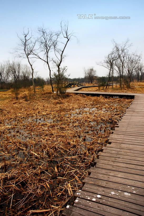 无人,公园,竖图,室外,白天,正面,旅游,度假,河流,美景,水,植物,芦苇,叶子,中国,亚洲,阴影,光线,木板,影子,河水,景观,水流,桥,粽叶,绿叶,枝条,木桥,娱乐,浙江,栈桥,树,树木,树枝,浙江省,蓝色,绿色,蓝天,天空,阳光,自然,天,享受,休闲,嫩叶,景色,放松,生长,晴朗,成长,杭州,西溪,人行桥,木板桥,自然风光,东亚,杭州市,万里无云,中华人民共和国,华东地区,省会,浙,箬叶,芦苇叶,虬枝,枝杈,西湖区,叶,叶片,晴空,晴空万里,彩图,西溪国家湿地公园,杭州之肺,杭州西溪国家湿地公园,shwf1