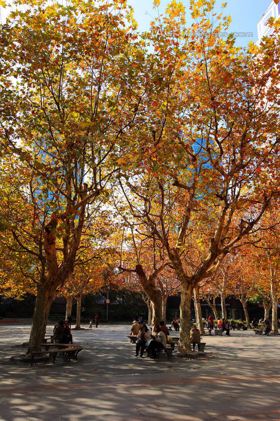 无人,竖图,室外,白天,正面,旅游,度假,美景,秋季,树林,植物,道路,路,公路,上海,中国,亚洲,阴影,光线,影子,景观,交通,娱乐,树,树木,蓝色,绿色,蓝天,天空,阳光,自然,天,享受,休闲,景色,放松,生长,晴朗,成长,淮海路,申,自然风光,黄浦区,东亚,淮海中路,徐汇区,上海市,万里无云,中华人民共和国,沪,华东地区,晴空,晴空万里,秋,秋天,马路,彩图,shwf1