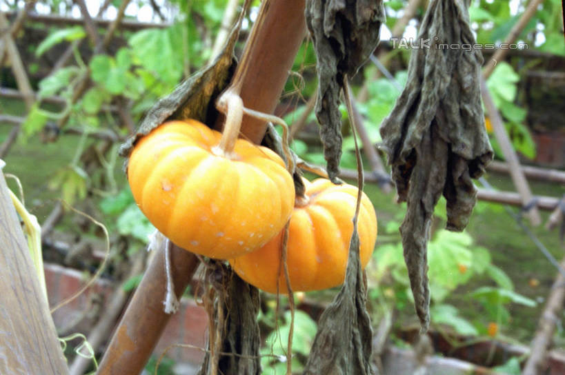 无人,横图,室内,白天,仰视,植物,南瓜,蔬菜,叶子,上海,中国,亚洲,吊挂,悬挂,新鲜,纹理,金瓜,食品,绿叶,挂,温室,浦东,番瓜,食物,绿色,嫩叶,有机食品,绿色食品,设施,麦瓜,倭瓜,申,暖房,防寒,加温,透光,保温,浦东新区,东亚,孙桥,上海市,肌理,中华人民共和国,沪,华东地区,叶,叶片,叶脉,彩图,低角度拍摄,孙桥现代农业园区,shzwj1