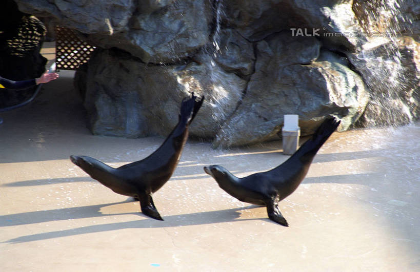 无人,横图,室外,白天,侧面,度假,石头,美景,山,山脉,城市风光,城市,哺乳动物,海豚,鲸鱼,香港,中国,亚洲,阴影,光线,石子,影子,景观,山峰,山峦,娱乐,海洋生物,阳光,动物,群山,两只,享受,休闲,景色,放松,鲸,港,水生动物,水生物,东亚,海底动物,香港岛,香港特别行政区,港澳台,中华人民共和国,鲸类,港岛,石块,彩图,全身,黄竹坑,香港海洋公园,shzwj1
