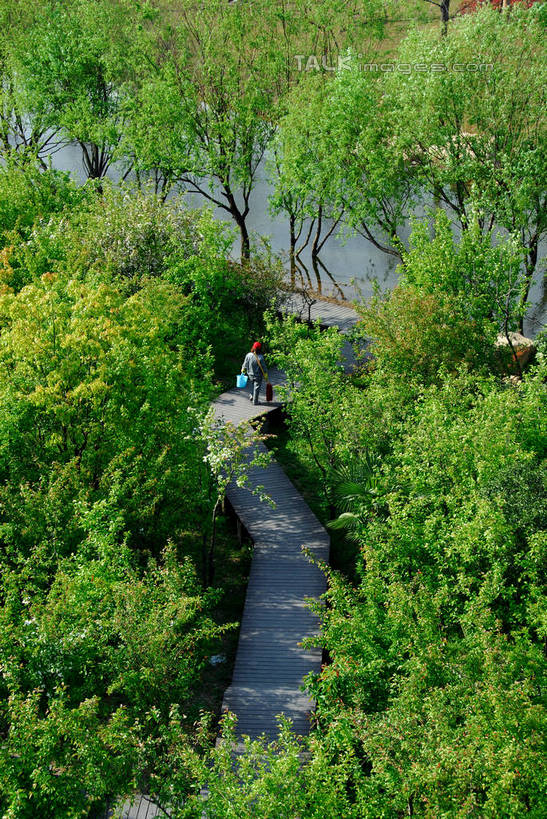 无人,公园,竖图,俯视,室外,白天,旅游,度假,美景,树林,植物,道路,路,上海,中国,亚洲,阴影,光线,影子,景观,小路,交通,娱乐,树,树木,绿色,阳光,自然,享受,休闲,景色,放松,生长,成长,申,自然风光,东亚,金山区,上海市,滨海公园,中华人民共和国,沪,华东地区,彩图,高角度拍摄,上海滨海公园,shzxz1