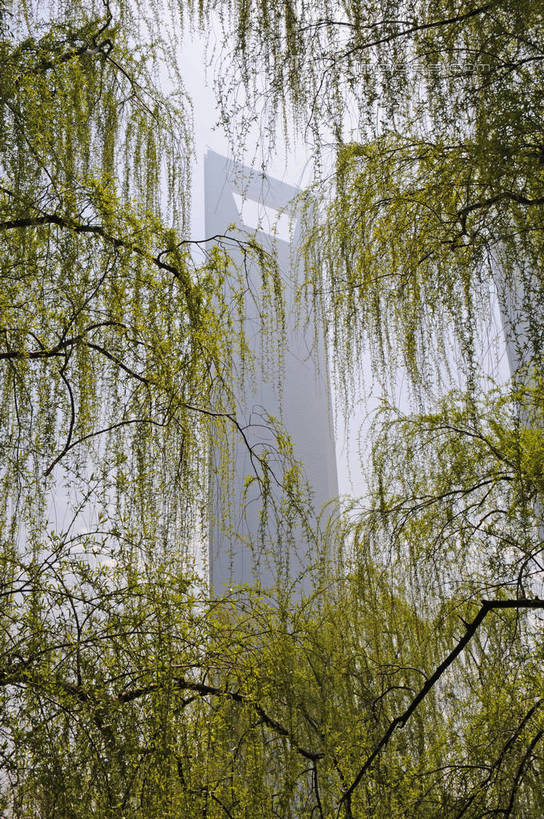 无人,高楼大厦,竖图,室外,白天,仰视,度假,美景,植物,城市风光,标志建筑,城市,大厦,地标,建筑,摩天大楼,柳树,上海,中国,亚洲,景观,娱乐,建设,浦东,垂柳,树,树木,绿色,自然,享受,休闲,景色,放松,环球金融中心,生长,成长,申,柏悦酒店,金融中心,陆家嘴,陆家嘴金融贸易区,浦东新区,上海环球金融中心,东亚,上海市,中华人民共和国,沪,华东地区,倒挂柳,环球金融中心大厦,垂枝柳,彩图,低角度拍摄,大楼,高层建筑,高楼,摩天楼,shzxz1