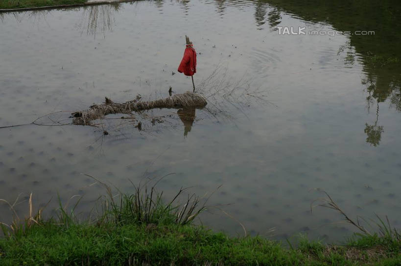 无人,农田,横图,俯视,室外,白天,旅游,度假,农业,庄稼,农作物,草地,草坪,美景,植物,旗帜,中国,亚洲,稻田,景观,娱乐,旗子,浙江,草,浙江省,红色,绿色,自然,享受,休闲,景色,放松,自然风光,东亚,永嘉,中华人民共和国,华东地区,浙,茗岙,温州,温州市,旌旗,旗号,彩图,高角度拍摄,耕地,庄稼田,茗岙乡,永嘉县,shzyn1