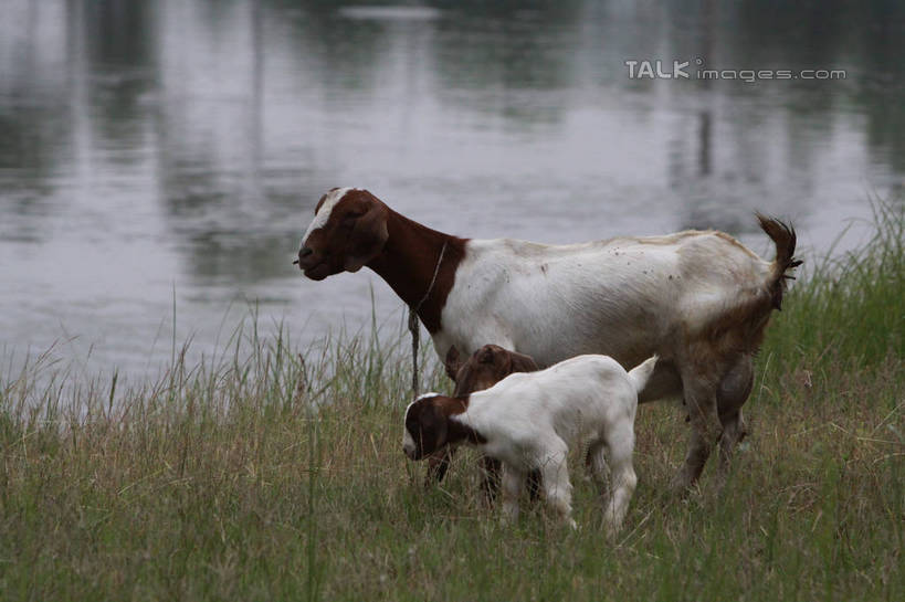 无人,家庭,母亲,儿子,站,横图,俯视,室外,白天,旅游,度假,草地,草坪,河流,美景,水,植物,羊,河水,景观,水流,棕色,娱乐,草,绿色,白色,倒影,自然,动物,站着,两只,享受,休闲,温暖,温馨,母子,一家人,家畜,景色,放松,母爱,牲畜,波光粼粼,和睦,倒映,自然风光,狗链,反照,项圈,绵羊,站立,彩图,高角度拍摄,全身,融洽,tascy1