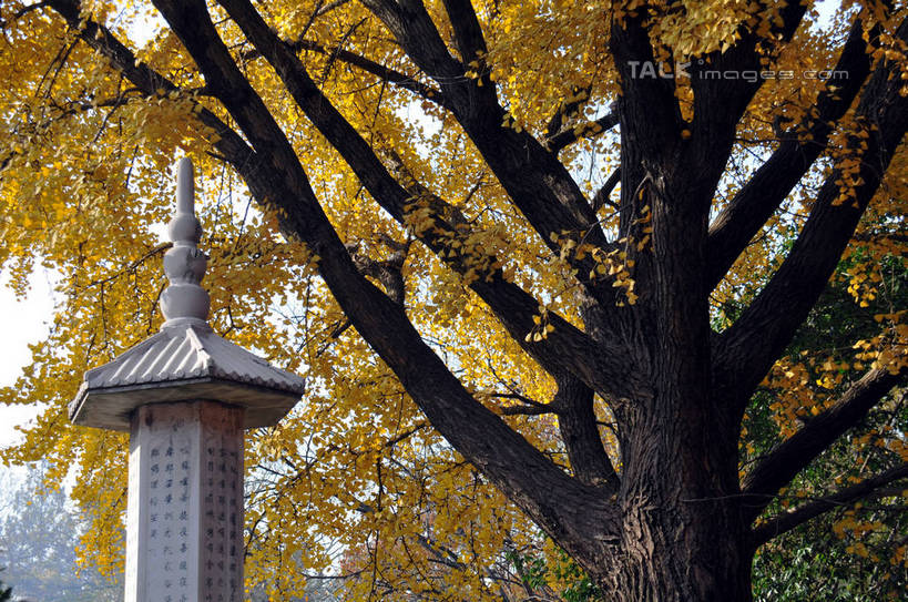 无人,寺庙,横图,室外,白天,正面,旅游,度假,名胜古迹,秋季,植物,标志建筑,地标,建筑,银杏树,南京,中国,亚洲,阴影,节日,遗迹,光线,标志,文字,影子,字符,塔,树桩,燃烧,古迹,文化,文物,娱乐,标识,建设,古建筑,江苏,树,树干,树木,阳光,香火,庙宇,祈祷,享受,休闲,健康,汉字,木桩,旅游胜地,放松,许愿,宗教,碑文,信仰,生长,成长,纪念,祈求,中文,古文明,东亚,江苏省,南京市,中华人民共和国,华东地区,苏,省会,国文,华文,鸭脚树,栖霞寺,栖霞山,平安,石头城,秋,秋天,银杏,公孙树,白果,彩图,庙,寺,yzdzj1