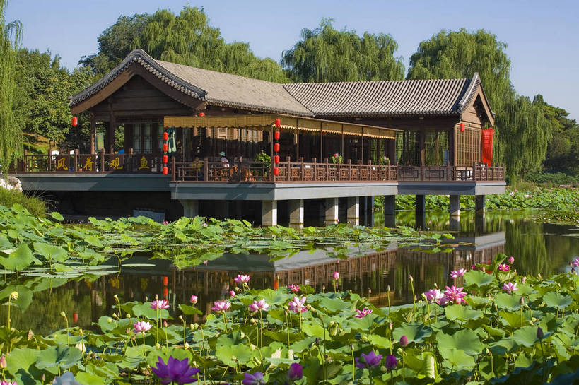 横图,彩色,室外,特写,白天,莲花,池塘,水池,美丽,花,红色,绿色,紫色,摄影,聚焦,美好,绿,彩图,红,bj174