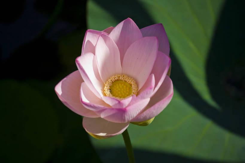 横图,彩色,室外,特写,白天,莲花,池塘,水池,美丽,花,红色,绿色,紫色,摄影,聚焦,美好,绿,彩图,红,bj174