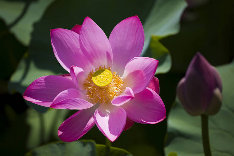 横图,彩色,室外,特写,白天,莲花,池塘,水池,美丽,花,红色,绿色,紫色,摄影,聚焦,美好,绿,彩图,红,bj174