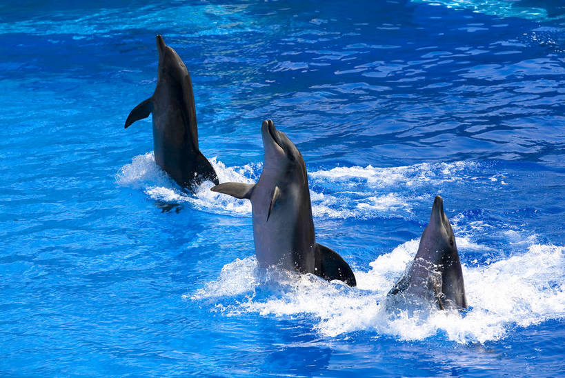 人群,横图,彩色,室外,白天,旅游,度假,美景,城市风光,城市,海豚,香港,中国,亚洲,行人,游客,游人,表演,图片,景观,娱乐,路人,旅客,海洋馆,海洋公园,享受,休闲,旅游胜地,景色,放松,摄影,观看,海滨,参观,东亚,中华人民共和国,繁荣,发达,过客,海,旅游者,彩图,旅行,bj174