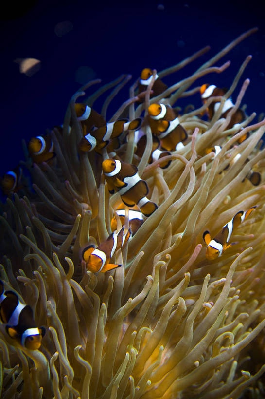 人群,竖图,彩色,室内,白天,旅游,度假,美景,城市风光,城市,香港,中国,亚洲,行人,游客,游人,表演,鱼,图片,景观,美丽,娱乐,鱼类,路人,旅客,海洋馆,海洋公园,享受,休闲,旅游胜地,景色,放松,竖,摄影,观看,海滨,参观,东亚,海底动物,中华人民共和国,繁荣,绚丽,发达,过客,海,旅游者,彩图,旅行,bj174