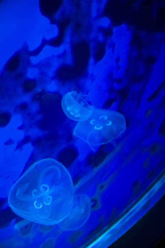 人群,竖图,彩色,室内,白天,旅游,度假,美景,城市风光,城市,香港,中国,亚洲,行人,游客,游人,表演,鱼,图片,景观,美丽,娱乐,鱼类,路人,旅客,海洋馆,海洋公园,享受,休闲,旅游胜地,景色,放松,竖,摄影,观看,海滨,参观,东亚,海底动物,中华人民共和国,繁荣,绚丽,发达,过客,海,旅游者,彩图,旅行,bj174