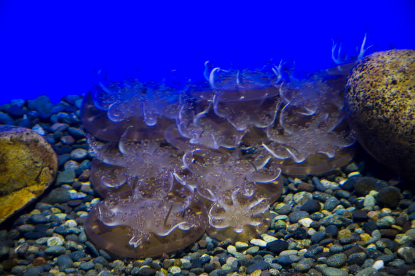 人群,横图,彩色,室内,白天,旅游,度假,美景,城市风光,城市,香港,中国,亚洲,行人,游客,游人,表演,鱼,图片,景观,美丽,娱乐,鱼类,路人,旅客,海洋馆,海洋公园,享受,休闲,旅游胜地,景色,放松,摄影,观看,海滨,参观,东亚,海底动物,中华人民共和国,繁荣,绚丽,发达,过客,海,旅游者,彩图,旅行,bj174