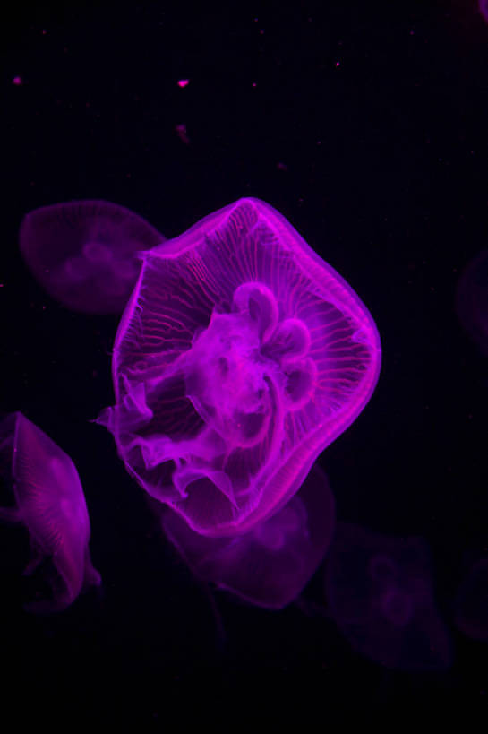 人群,竖图,彩色,室内,白天,旅游,度假,美景,城市风光,城市,香港,中国,亚洲,行人,游客,游人,表演,鱼,图片,景观,美丽,娱乐,鱼类,路人,旅客,海洋馆,海洋公园,享受,休闲,旅游胜地,景色,放松,竖,摄影,观看,海滨,参观,东亚,海底动物,中华人民共和国,繁荣,绚丽,发达,过客,海,旅游者,彩图,旅行,bj174