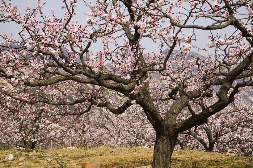 公园,横图,彩色,室外,白天,旅游,度假,草地,桃花,北京,中国,亚洲,花,树,桃树,自然,春天,休闲,旅游胜地,景色,摄影,美好,东亚,中华人民共和国,旅行,bj174