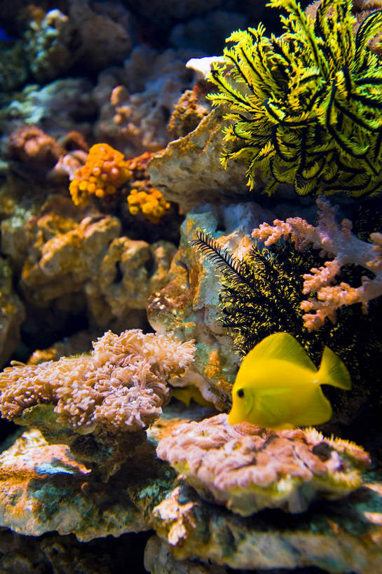 竖图,彩色,白天,旅游,度假,海底,名胜古迹,标志建筑,地标,建筑,中国,亚洲,遗迹,鱼,珊瑚,图片,古迹,文物,娱乐,建设,珊瑚礁,古建筑,现代建筑,海洋馆,享受,休闲,旅游胜地,放松,竖,摄影,哈尔滨,黑,矗立,耸立,展览馆,参观,古文明,东亚,黑龙江,黑龙江省,中华人民共和国,省会,挺立,东北地区,哈尔滨市,旅行,东北,中国东北地区,东北三省,东三省,哈尔滨极地馆,松北区,bj174