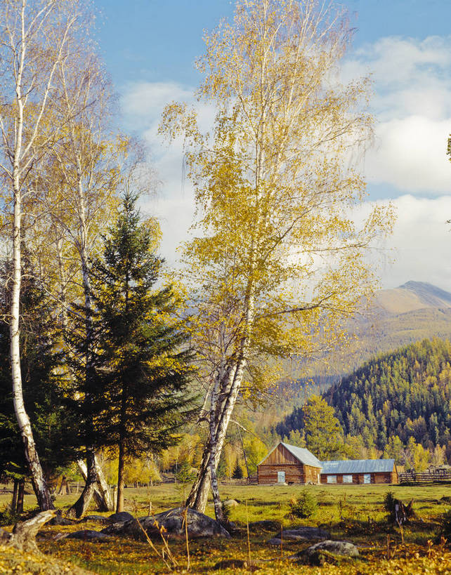 竖图,美景,森林,树林,中国,亚洲,景观,树木,白云,蓝天,自然,金色,景色,竖,摄影,山林,矗立,自然风光,耸立,东亚,中华人民共和国,挺立,秋天,彩图,bj174