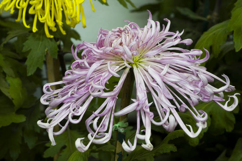 无人,横图,彩色,室外,特写,白天,植物,美丽,花,花朵,花卉,自然,菊花,摄影,bj174