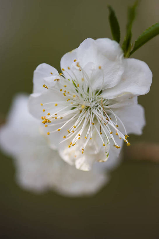 竖图,彩色,室外,特写,白天,樱花,北京,中国,局部,图片,花,花朵,花卉,自然,竖,摄影,东亚,bj174