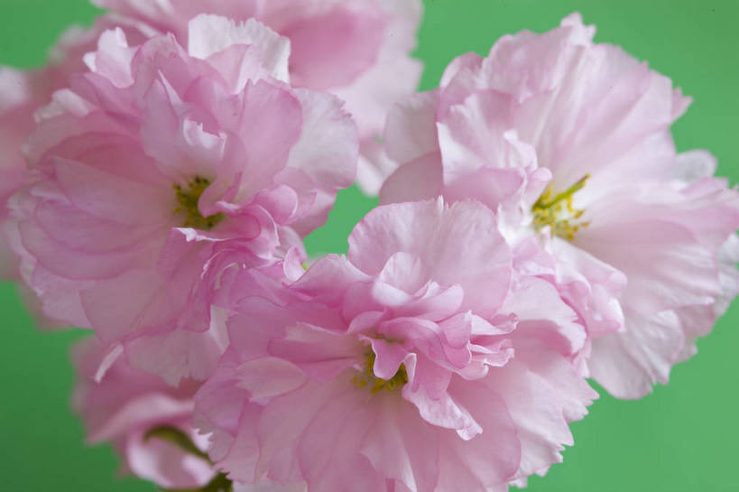 横图,彩色,室内,特写,白天,桃花,北京,中国,局部,图片,花,花朵,花卉,自然,摄影,东亚,影棚拍摄,bj174