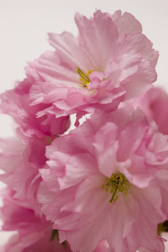 竖图,彩色,室内,特写,白天,桃花,北京,中国,局部,图片,花,花朵,花卉,自然,竖,摄影,东亚,影棚拍摄,bj174