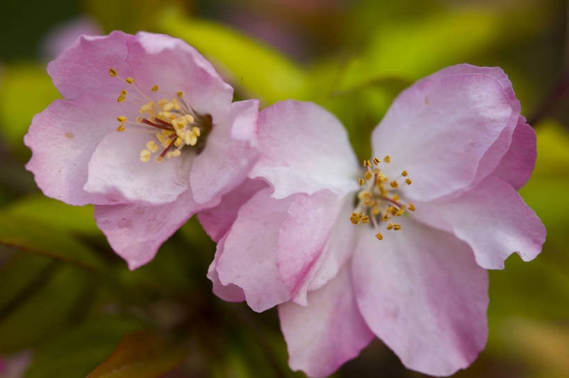 横图,彩色,室外,特写,白天,桃花,北京,中国,局部,图片,花,花朵,花卉,自然,摄影,东亚,bj174