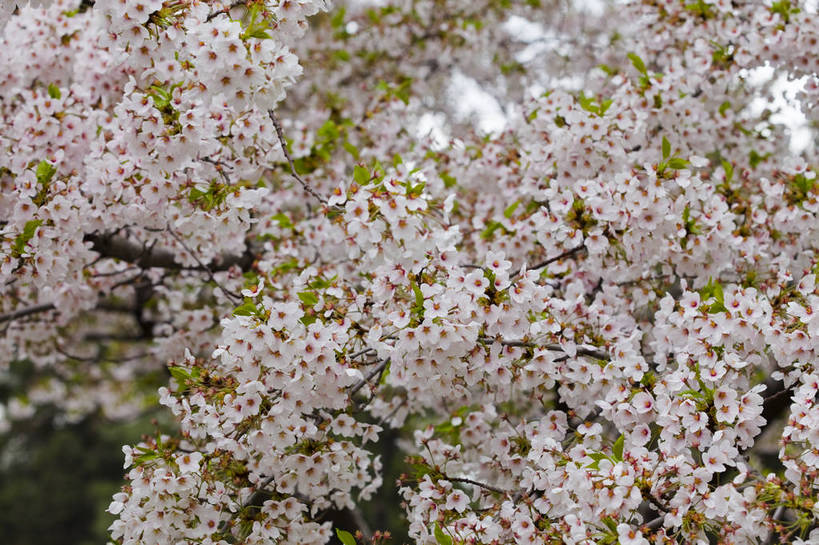 横图,彩色,室内,室外,特写,白天,爱情,桃花,静物,图片,花卉,粉色,自然,多个,摄影,俘虏,bj174