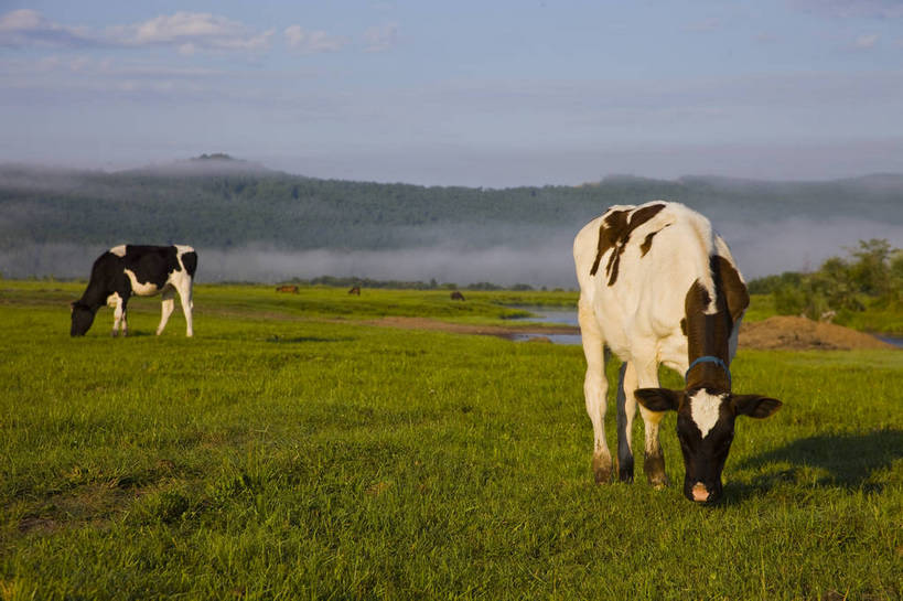 无人,横图,彩色,室外,白天,草地,草原,田园,牛,中国,亚洲,放牧,图片,白云,天空,自然,动物,蒙,摄影,风光,原野,东亚,内蒙古,中华人民共和国,华北地区,内蒙古自治区,额尔古纳,bj174