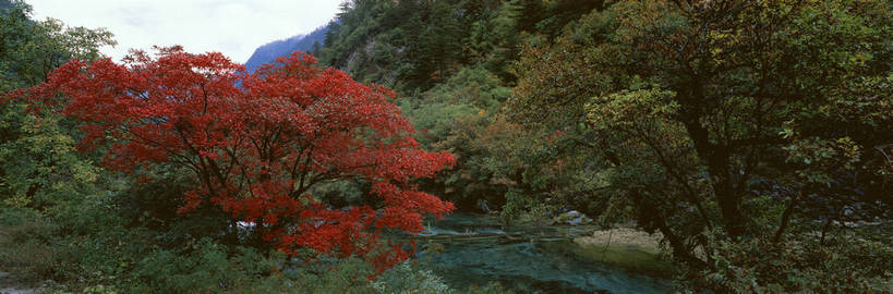 无人,横图,俯视,彩色,室外,特写,白天,旅游,度假,湖,美景,名胜古迹,树林,植物,标志建筑,地标,建筑,九寨沟,中国,亚洲,遗迹,图片,红树,水潭,古迹,文物,娱乐,建设,古建筑,风景,自然,享受,休闲,旅游胜地,放松,茂密,摄影,地理,四川省,茂盛,风光,宁静,近景,自然风光,古文明,东亚,四川,阿坝,中华人民共和国,西南地区,阿坝藏族羌族自治州,阿坝州,川,九寨沟县,五彩斑斓,bj174