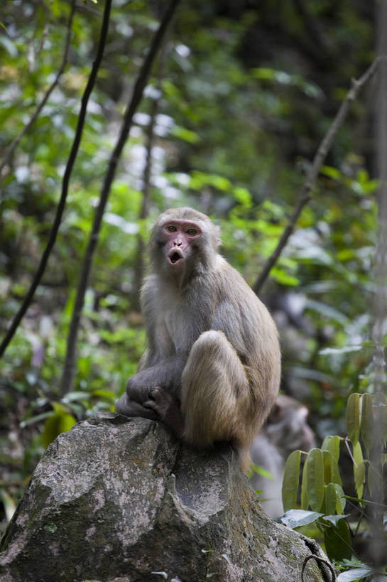 无人,竖图,彩色,室外,白天,旅游,度假,美景,名胜古迹,树林,标志建筑,地标,建筑,猴,张家界,中国,遗迹,图片,景观,古迹,文物,娱乐,建设,古建筑,天空,自然,动物,享受,休闲,旅游胜地,安静,放松,可爱,竖,摄影,风光,珍稀动物,中国文化,自然风光,猕猴,古文明,湖南,保护区,旅行,金鞭溪,bj174