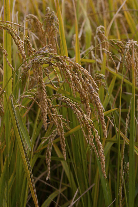 竖图,彩色,室外,特写,白天,旅游,农作物,美景,北京,中国,亚洲,图片,麦穗,首都,粮食,自然,旅游胜地,摄影,清新,东亚,海淀区,中华人民共和国,北京市,京,北平,华北地区,旅行,郊野公园,北坞公园,四季青镇,bj174