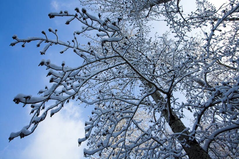 无人,公园,横图,室外,白天,仰视,旅游,度假,美景,森林,树林,雪,北京,中国,亚洲,覆盖,结冰,景观,冬天,娱乐,树,蓝色,风景,天空,自然,享受,休闲,景色,放松,寒冷,冷,摄影,生长,宁静,自然风光,东亚,发展,万里无云,朝阳区,彩图,低角度拍摄,林区,红领巾公园,bj175
