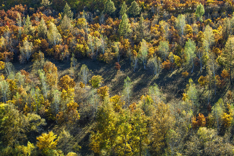 无人,横图,航拍,室外,白天,旅游,度假,探险,美景,森林,树林,植物,标志建筑,地标,建筑,日光,中国,亚洲,阴影,地形,景观,建筑群,地面,娱乐,建设,草,树,黄色,风景,自然,享受,休闲,旅游胜地,景色,放松,季节,茂密,摄影,茂盛,灌木,宁静,环境,生态,自然风光,野地,树梢,东亚,地貌,内蒙古,落叶树,自然地理,冒险,秋天,彩图,旅行,林区,阿尔山,bj175