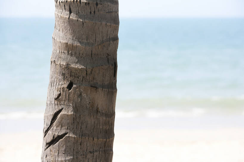 无人,横图,室外,白天,留白,海洋,水,棕榈树,三亚,日光,中国,亚洲,水平线,树,树干,蓝色,蓝天,自然,波浪,夏天,摄影,宁静,热带气候,东亚,海南岛,海滩,彩图,bj175