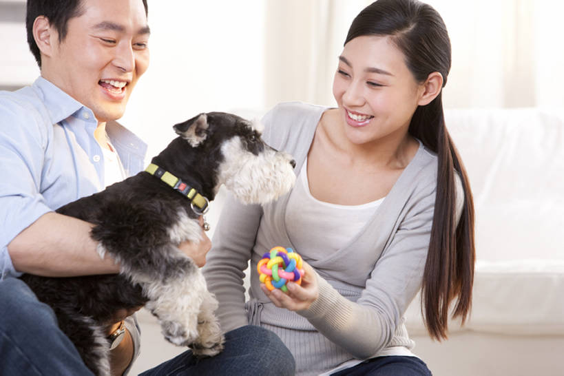 成年人,中年人,两个人,家庭,夫妻,家,客厅,坐,笑,微笑,露齿笑,横图,室内,正面,爱情,游戏,快乐,幸福,纯洁,宠物,狗,玩具,北京,中国,亚洲,梗犬,浪漫,玩,休闲装,娱乐,苏格兰梗,亚伯丁梗,一只,动物,休闲,健康,温暖,温馨,一家人,恩爱,可爱,乐趣,童年,童趣,搭,恋人,摄影,生活方式,活动,和睦,起居室,享乐,搭着,发泄,消遣,智力,童真,东亚,东亚人,烂漫,无邪,髯犬,陪同,忠诚,宣泄,陪伴,异性恋,天真,男人,年轻女性,女人,中年男性,亚洲人,中国人,年轻人,夫妇,情侣,休闲活动,犬,玩耍,嬉戏,拥抱,半身,彩图,爱,深情,愉快,伴侣,融洽,伴随,bj175