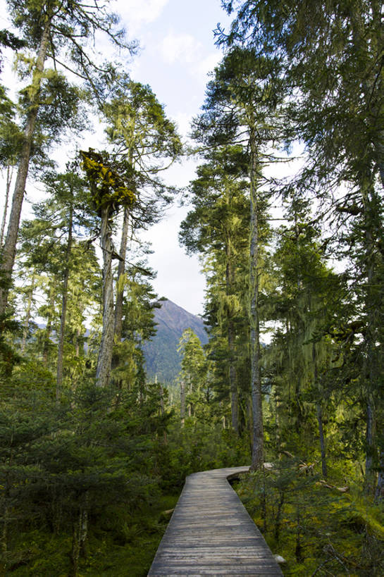 无人,竖图,室外,白天,旅游,度假,建材,美景,森林,山,植物,建筑,路,松树,中国,亚洲,弯曲,木制,材料,木板,木材,地形,景观,路边,山顶,小路,娱乐,林芝,西藏,木柴,树,树干,绿色,风景,天空,自然,享受,休闲,景色,放松,茂密,摄影,建造,木料,茂盛,高,宁静,环境,自然风光,东亚,西藏自治区,环境保护,青藏高原,常绿树,针叶树,彩图,旅行,林区,广角,南伊沟,bj175