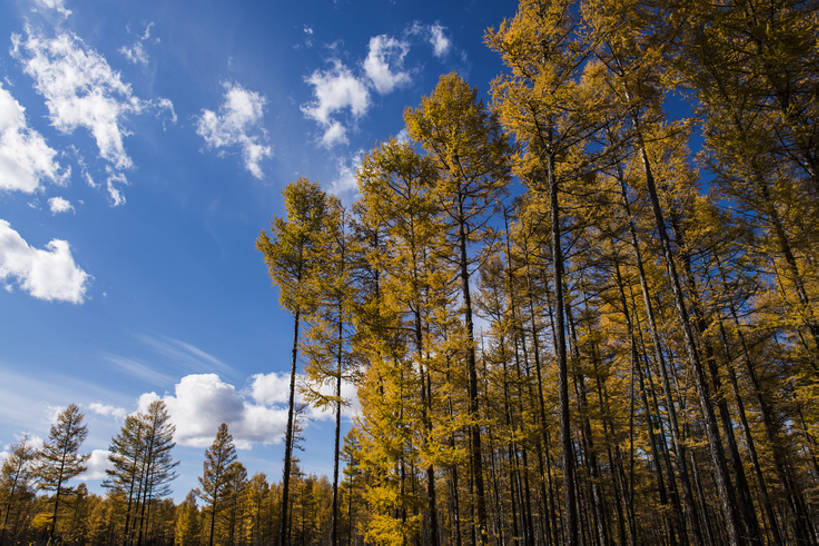 无人,横图,室外,白天,仰视,旅游,度假,美景,森林,树林,植物,标志建筑,地标,建筑,中国,亚洲,环绕,直线,景观,云,建筑群,娱乐,建设,树,黄色,蓝色,风景,天空,自然,享受,休闲,旅游胜地,景色,放松,季节,茂密,摄影,茂盛,宁静,环境,生态,自然风光,树梢,东亚,内蒙古,秋天,彩图,低角度拍摄,旅行,林区,阿尔山,阿尔山国家森林公园,bj175