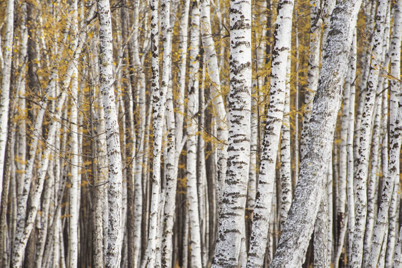 无人,横图,室外,特写,白天,旅游,度假,美景,森林,树林,植物,标志建筑,地标,建筑,白桦树,中国,亚洲,景观,建筑群,娱乐,建设,树,树干,黄色,白色,风景,自然,享受,休闲,旅游胜地,景色,放松,季节,摄影,白桦,宁静,环境,生态,自然风光,东亚,内蒙古,落叶树,秋天,彩图,旅行,林区,阿尔山,bj175