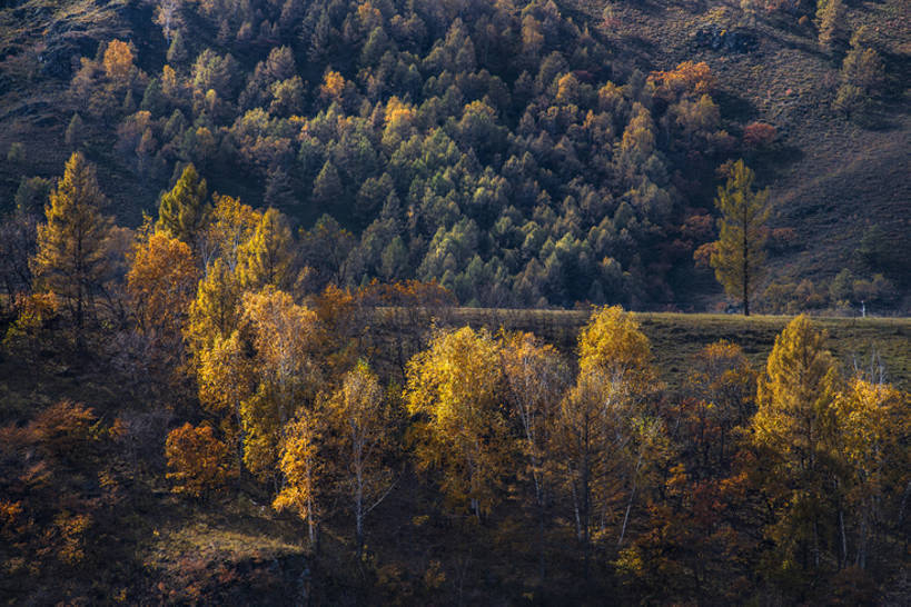 无人,横图,室外,白天,旅游,度假,美景,森林,山,山脉,树林,标志建筑,地标,建筑,中国,亚洲,曲折,地形,景观,山坡,建筑群,娱乐,建设,草,树,黄色,风景,自然,享受,休闲,旅游胜地,景色,放松,季节,茂密,摄影,茂盛,宁静,环境,生态,自然风光,野地,东亚,地貌,内蒙古,坎坷,崎岖,秋天,彩图,旅行,林区,阿尔山,bj175