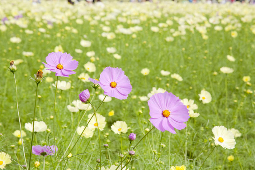 旅游,度假,花海,花圃,美景,植物,叶子,亚洲,盛开,地形,景观,田地,花蕾,娱乐,花,花瓣,花朵,花卉,鲜花,粉色,绿色,风景,自然,花丛,花束,花田,花苞,花蕊,享受,休闲,景色,放松,大波斯菊,自然风光,秋天,彩图,bj175