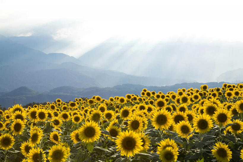 无人,横图,室外,白天,留白,旅游,度假,农业,草地,美景,山,雾,向日葵,叶子,日光,丰富,盛开,地形,景观,田地,云,茎,野花,花蕾,娱乐,花,花瓣,花朵,鲜花,黄色,蓝色,绿色,风景,天空,自然,春天,花苞,花蕊,享受,休闲,景色,放松,摄影,生长,宁静,环境,清新,自然风光,开端,彩图,头状花序,bj175