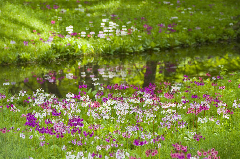 无人,横图,室外,白天,留白,旅游,度假,纯洁,草地,河流,美景,森林,水,日光,丰富,盛开,反射,地形,景观,田地,野花,花蕾,娱乐,草,雏菊,花,花瓣,花朵,鲜花,粉色,绿色,紫色,白色,风景,小溪,自然,春天,花苞,花蕊,享受,休闲,景色,放松,季节,可爱,茂密,童年,童趣,摄影,银莲花,茂盛,生长,宁静,环境,清新,自然风光,童真,烂漫,无邪,开端,天真,彩图,林区,头状花序,bj175